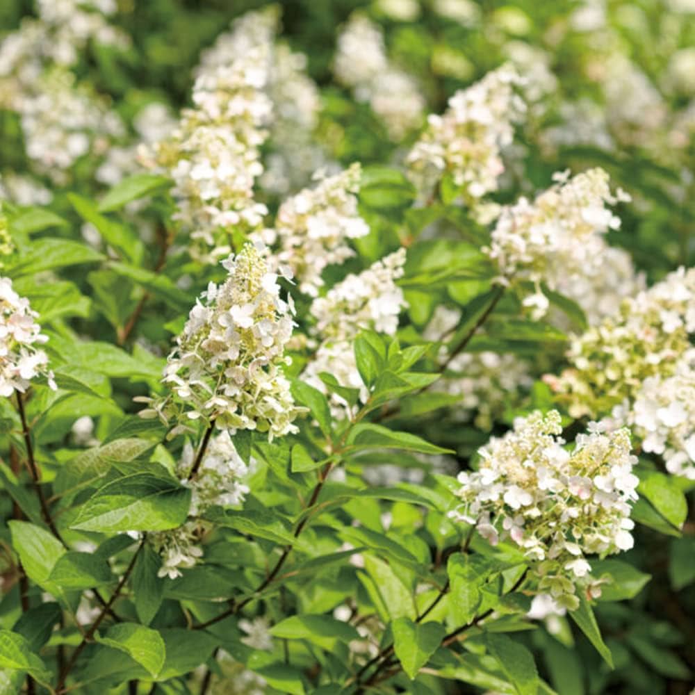 ノリウツギ　苗木　クリーム色の花の落葉樹 ノリウツギ 苗木 クリーム色の花の落葉樹